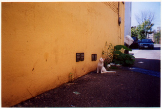 Alley Cat