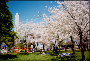 Cherry Blossoms 2003
