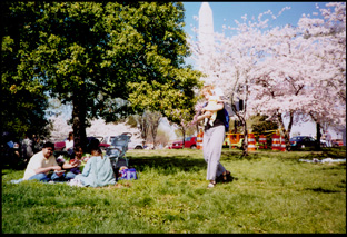Cherry Blossoms