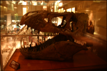 Dinosaur Head