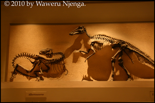 Albertosaurus