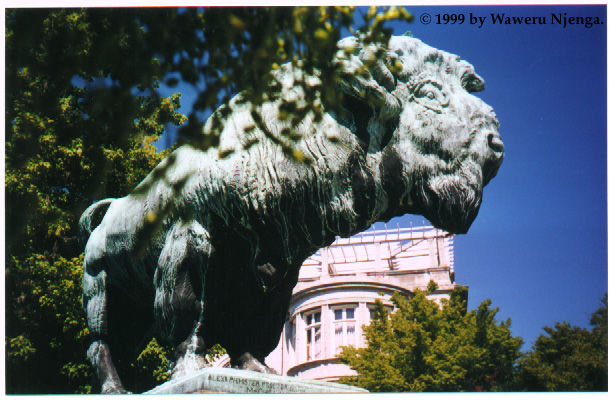 Buffalo (Full Screen)