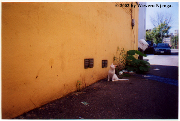 Alleycat