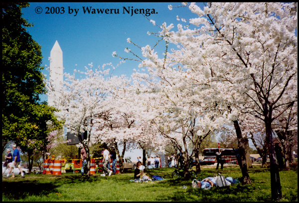 Cherry Blossoms 2003