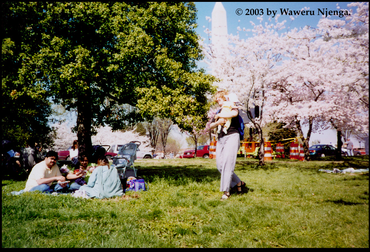 Cherry Blossoms - 2