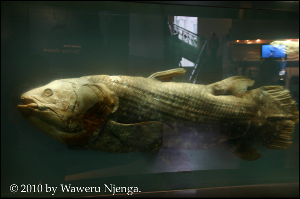 Coelacanth