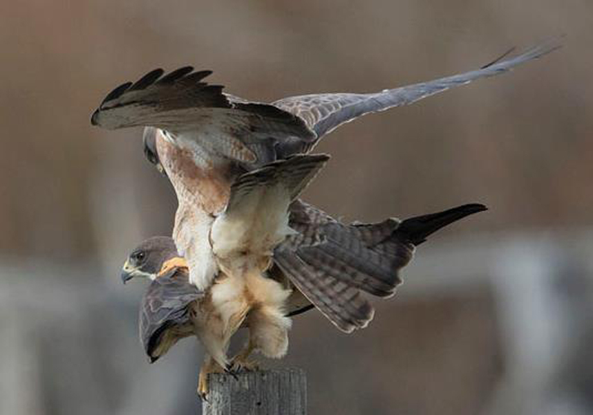 Falcons