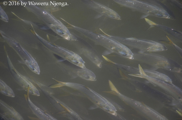 Fish