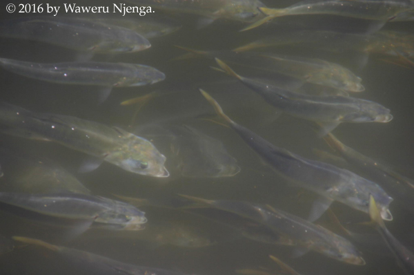 Fish - 3