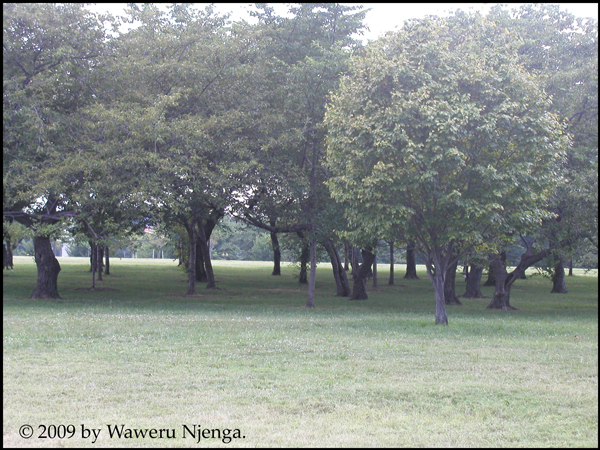 Grove of Cherry Trees
