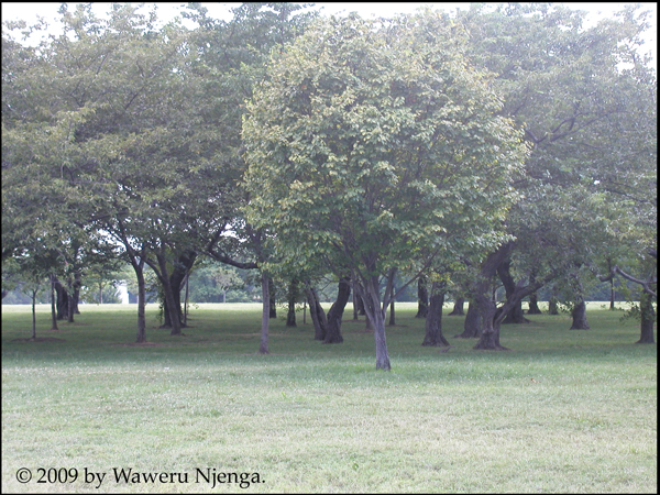 Grove of Cherry Trees - 2