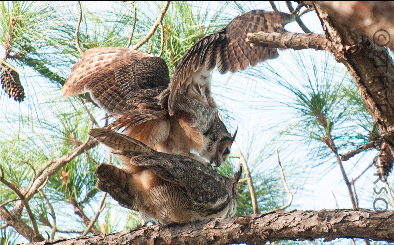 Falcons