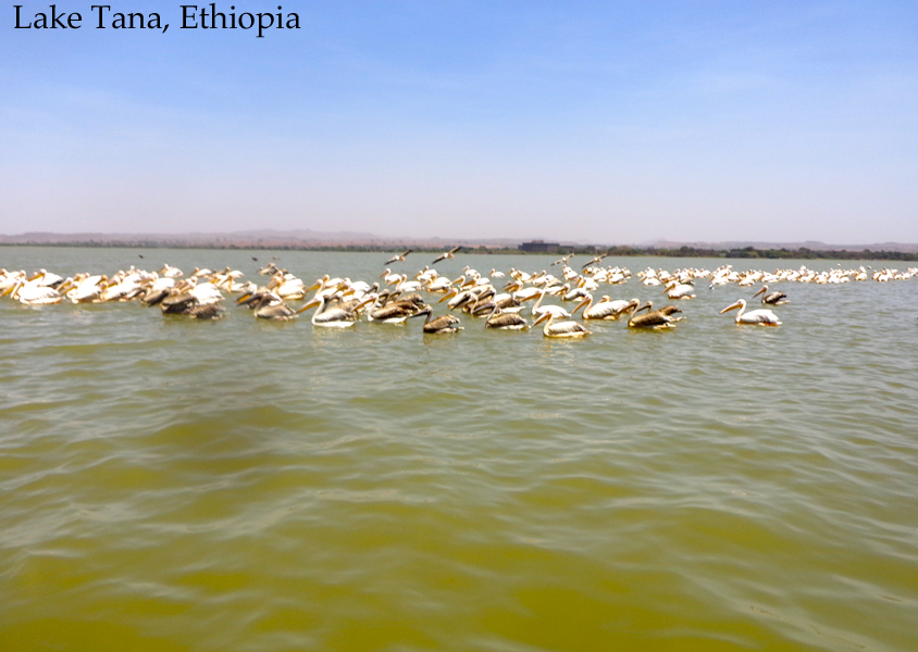 Lake Tana