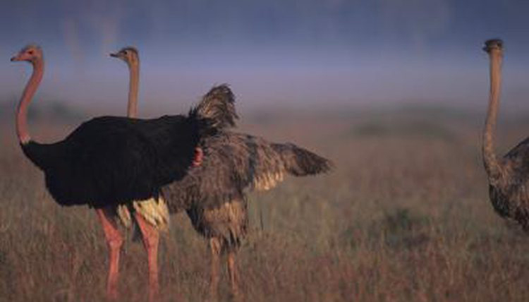 Ostrichmating