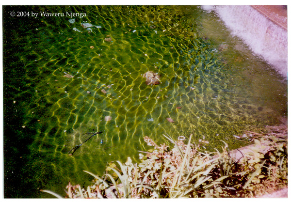 Pond - Meridian Hill Park (Full Screen)
