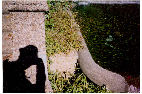 Pond -2 Meridian Hill Park (Full Screen)