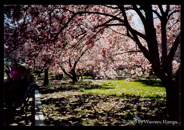 Sackler Garden (Full Screen)