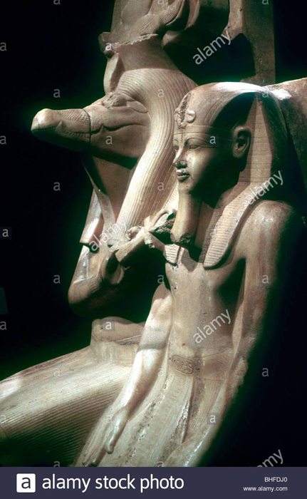 Hawara Golden Laurel 4