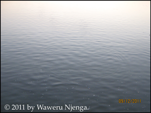 Summer Sunset - 6