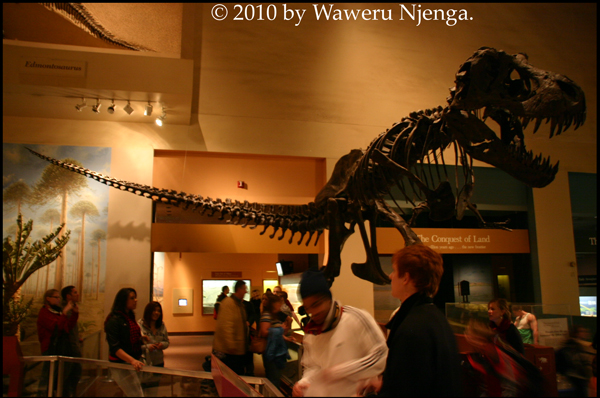 T-Rex