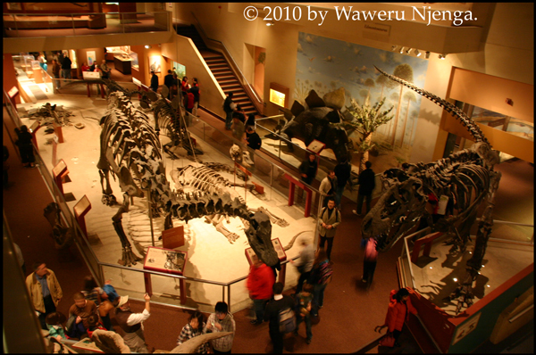 T-Rex - 2
